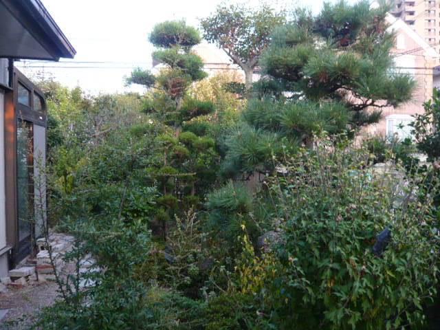 Garden. Local (August 2013) Shooting