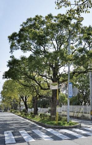 Rich green strike a moisture, Tree street of camphor before the local