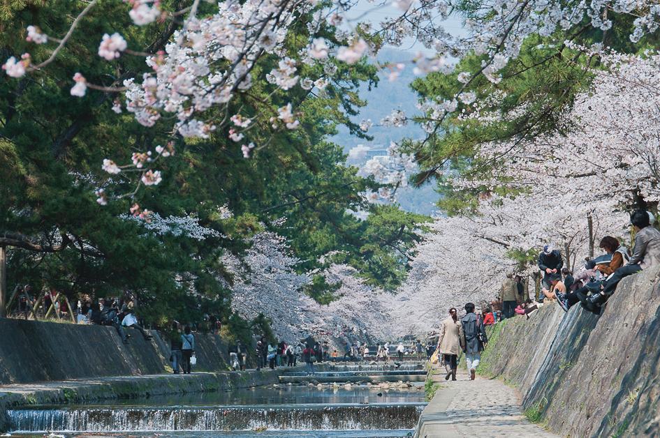 Shukugawa Sakura road