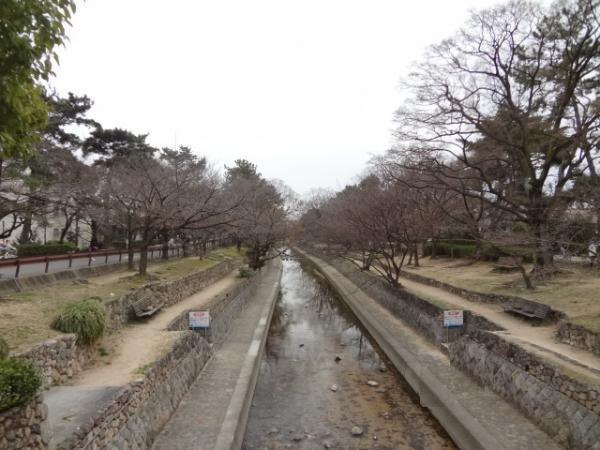 Other Environmental Photo. Other Shukugawa Oasis Road, which is known for its cherry blossoms in the 150m spring to Environmental Photo.