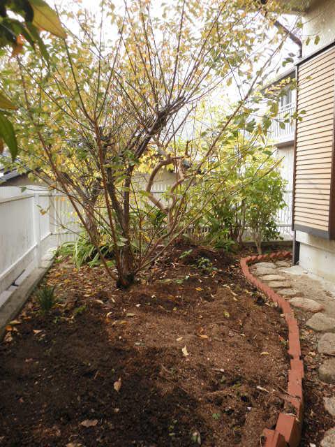 Garden. Garden (November 2013) Shooting