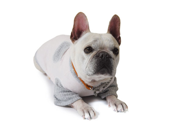 Pet.  [Pet breeding Allowed] Dog or cat, etc., Pets also could live together as a member of an important family ※ Pet type ・ size ・ There is a condition to, such as the number. Please contact the person in charge for more information (an example of a frog pets)