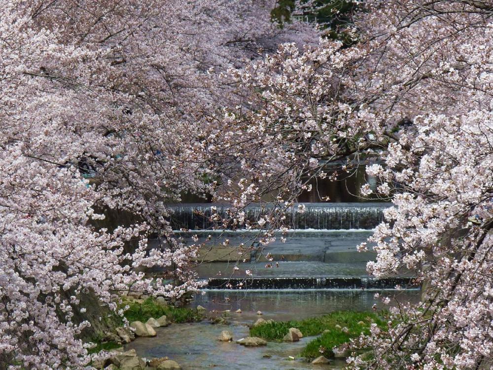 Other. Cherry Shukugawa oasis load of spring