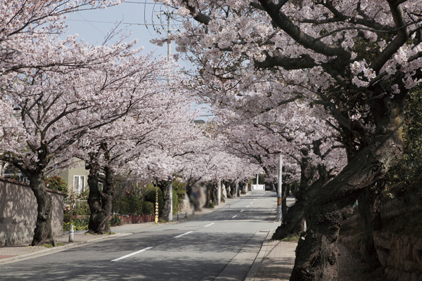 Surrounding environment. Yue tree rock muscle of streets (5 minutes walk ・ About 380m)