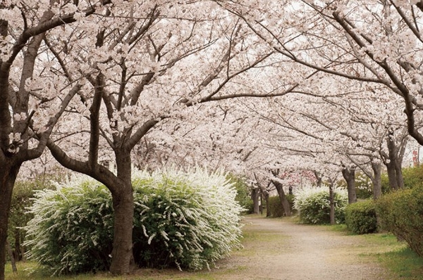 Mukogawa riverbed (a 10-minute walk / About 780m)