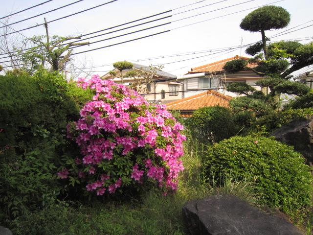 Garden. Local (May 2013) Shooting