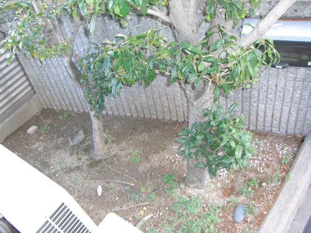 Garden. Local (12 May 2013) Shooting