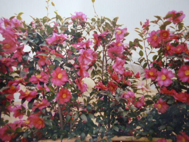 Other Environmental Photo. Garden