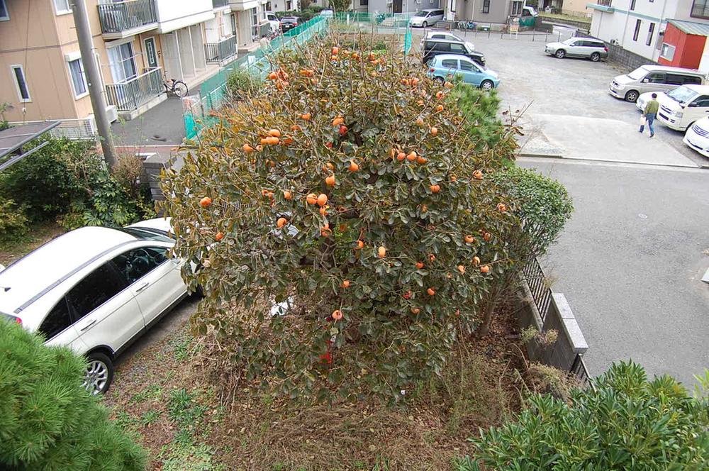 Other local. Local (11 May 2013) Shooting