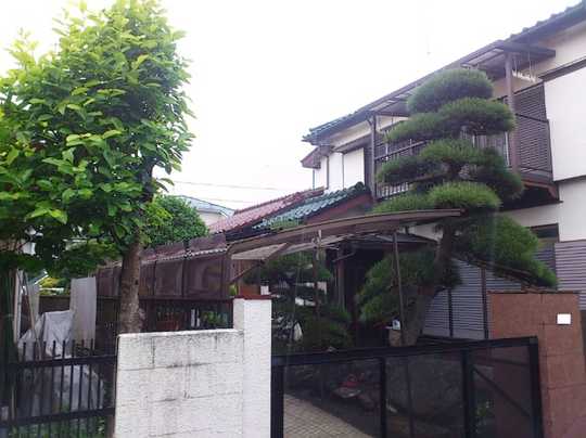 Local land photo. Appearance (1)