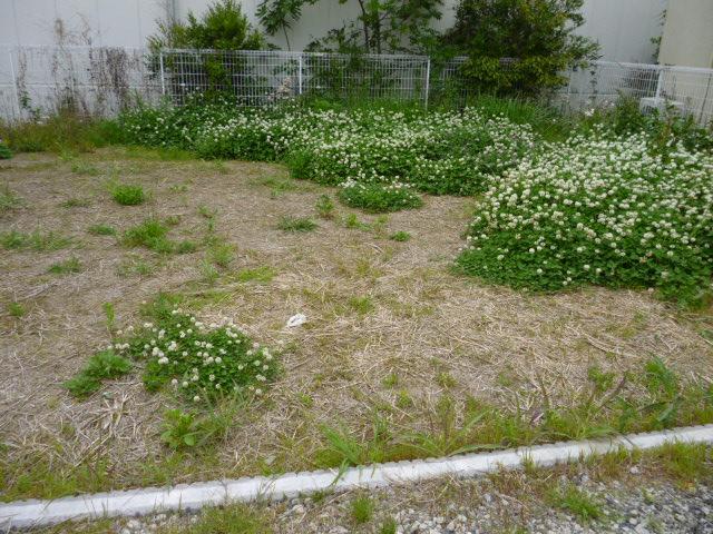 Local land photo. Local (May 2013) Shooting