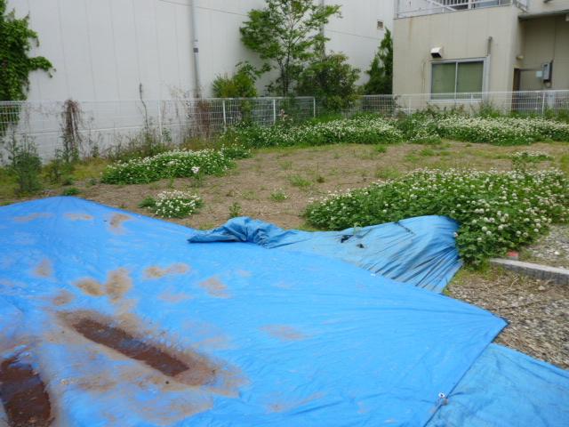 Local land photo. Local (May 2013) Shooting