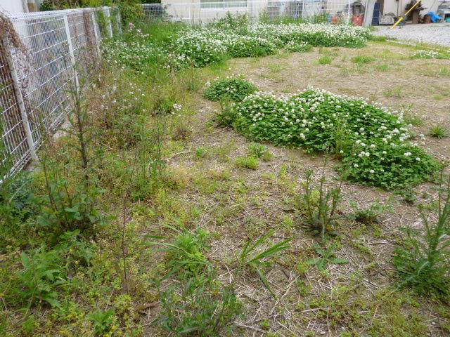 Local land photo. Local (May 2013) Shooting