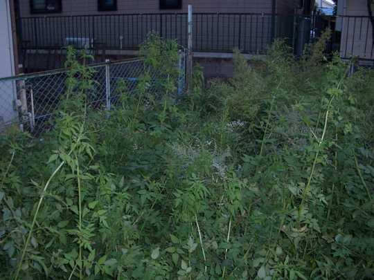 Local land photo. Local Photos