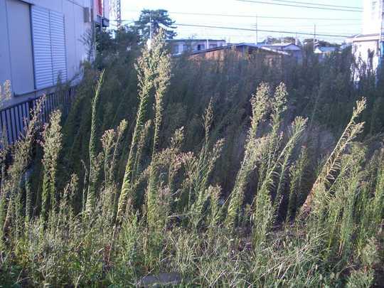 Local land photo. Local Photos