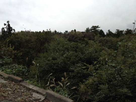 Local land photo. Green is a rich environment. 