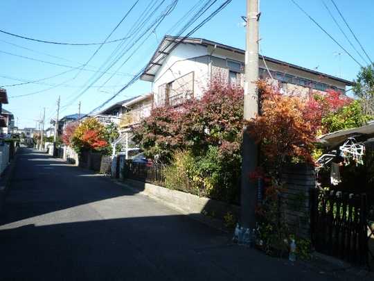 Local land photo. Appearance (1)