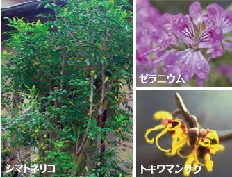 Other. One for each residence, Planting a large economic tree or symbol tree and the family tree. It produces a cool rhythm to the streets.  ※ Image Photos