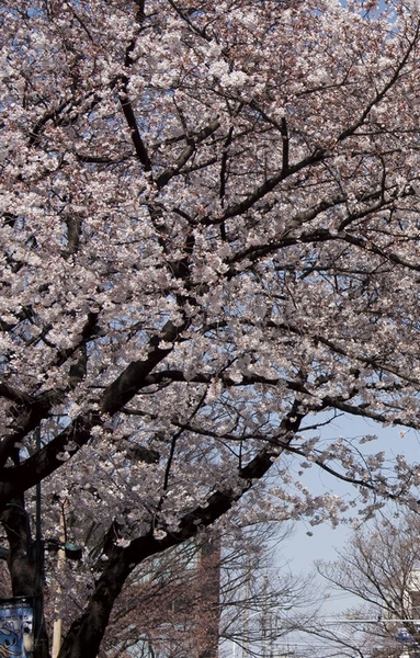 Other. Saginuma in front of the station cherry trees