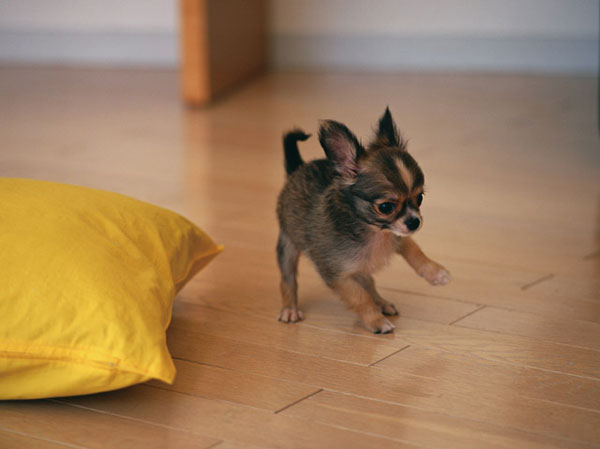 Shared facilities.  [Pet symbiosis apartment where you can enjoy living with pets]  ※ Pet type and size, There is a limit, such as the number. For more information, Please ask the attendant. (The photograph is an example of a pet that can be breeding)