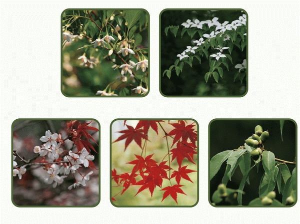 "Five of the tree" plan of planting 栽例