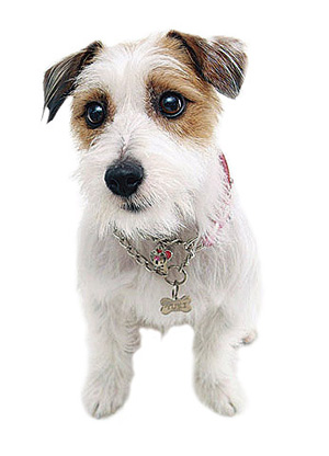 Common utility.  [New life to be able to live with pets] Important family member pet of possible breeding. New life can be enjoyed with a pet.  ※ Pet of the type by the management contract, There is a limit, such as the size. For more information, please contact the person in charge. The image is an example of a pet frog.