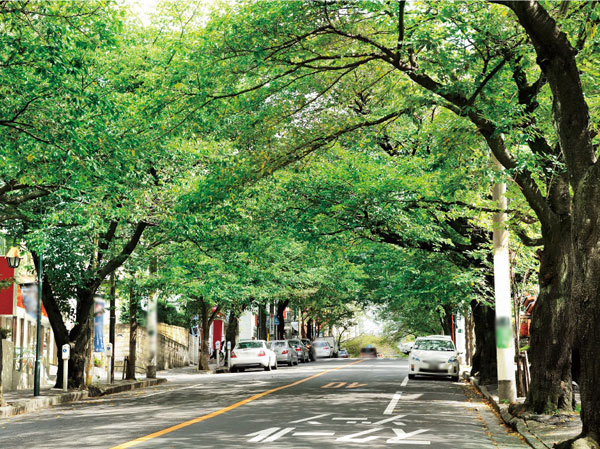 Surrounding environment. Denentoshi Tokyu "Saginuma" a 12-minute walk from the train station. Full of sophisticated city and green of the moisture of the roadside trees "Saginuma". Green countryside urban areas living area flows of calm time. (Tree-lined street from the "Saginuma" the station to the local ・ 9 minute walk / About 720m)