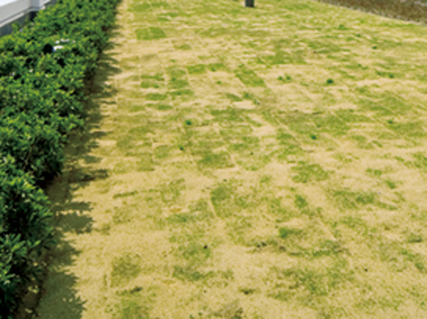 Common utility.  [Conscious subjected to coloring environment "green roof"] The gate terrace and a season terrace, Planting seasonal flowers and color leaf. We are made, such as to entertain the eyes of people who live. By adopting a green roof also become heat island measures, Also environmentally friendly.