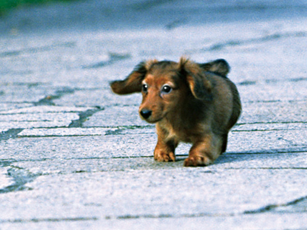 Common utility.  [Pet foot washing place] As we live in comfortable love pets and is a member of the family, Pets and you walk way home dedicated foot washing area to clean wash your feet to the have been established on the first floor common area.  ※ Pet type, There is a limit to the size and number of horses. For more information, please see the management contract Collection. The image is an example of a pet frog.
