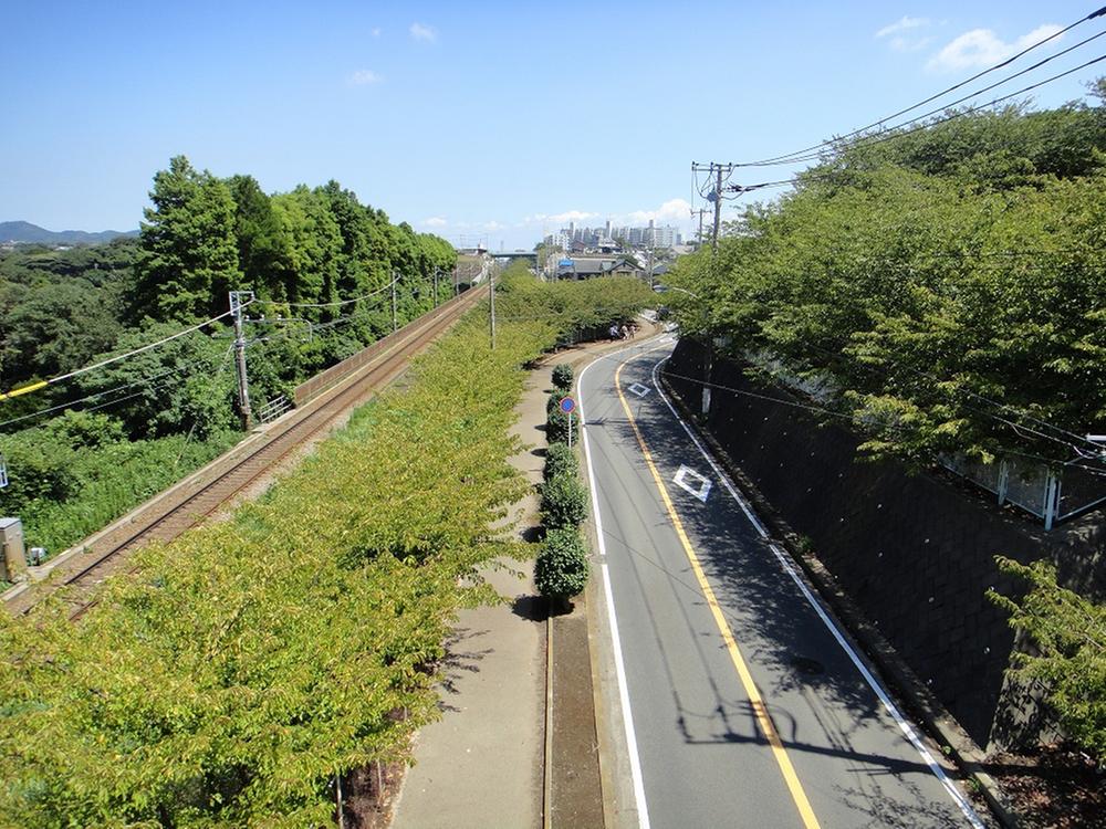 Other local. Local (August 2013) shooting row of cherry blossom trees