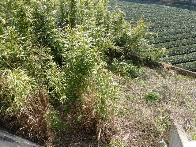 Local land photo. Local (March 2013) Shooting