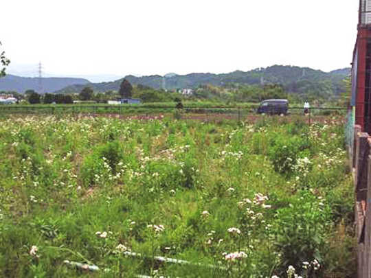 Local land photo. appearance