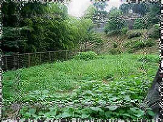 Local land photo. It is residential land, surrounded by nature.