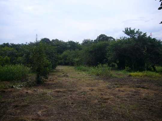 Local land photo. Local Photos (1)