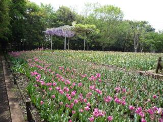 Other. Flowers of the four seasons in the petting of the forest park