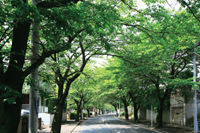 Other Environmental Photo. 400m until the cherry trees around which praised green