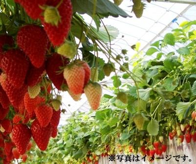 Other Environmental Photo. 850m to Ninomiya Strawberry Garden 2 - May near you can be the strawberry hunting! ※ Prior booking essential
