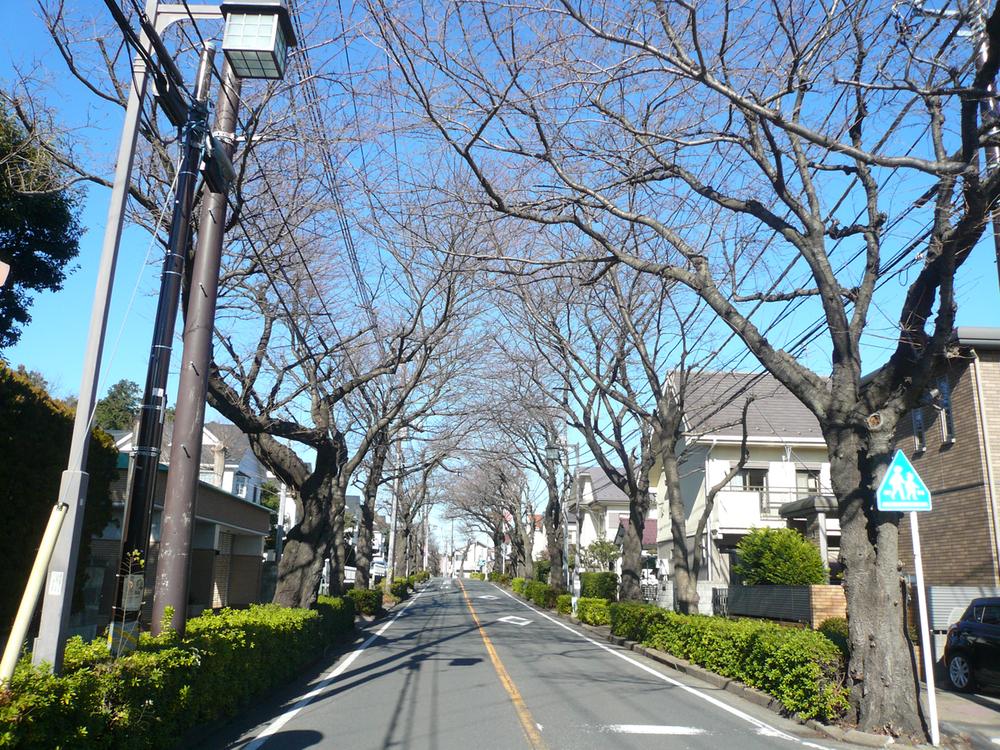 Streets around. Tree-lined streets of up to 160m Station to Nosakai road. Early spring cherry tree is very beautiful.