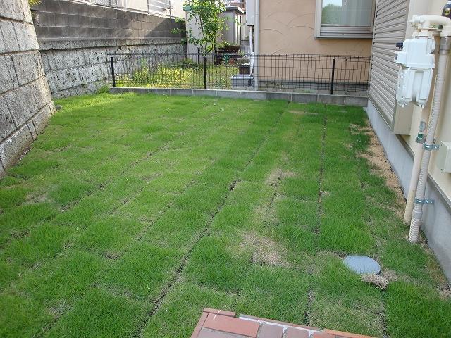 Garden. Local (5 May 2013 31) shooting