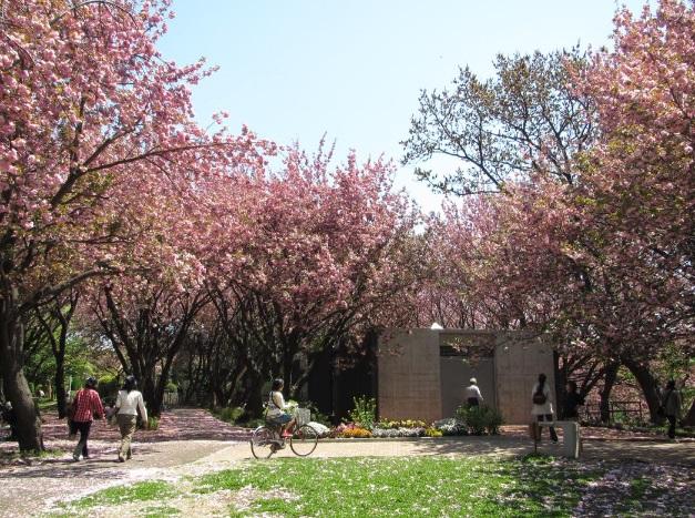 park. 900m until Kikuna Sakurayama park