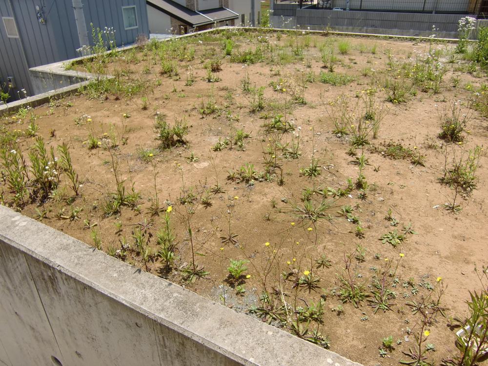 Local land photo. Local (05 May 2013) Shooting