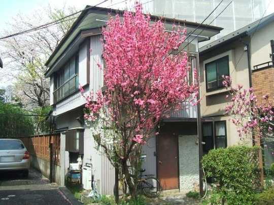 Local land photo. Building appearance (1)