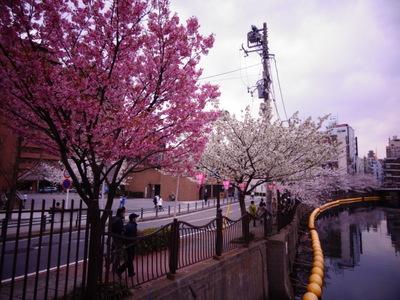 Other local. Of Ooka River cherry trees