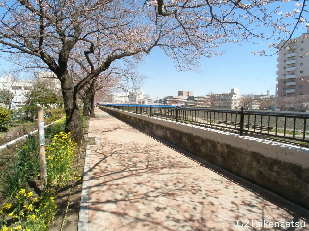Streets around. Up along kashio river 2300m Ofuna, Kashio river that flows through the station next to Speaking of Totsuka! Cherry blossoms are recommended for day-to-day for a walk in the beautiful!