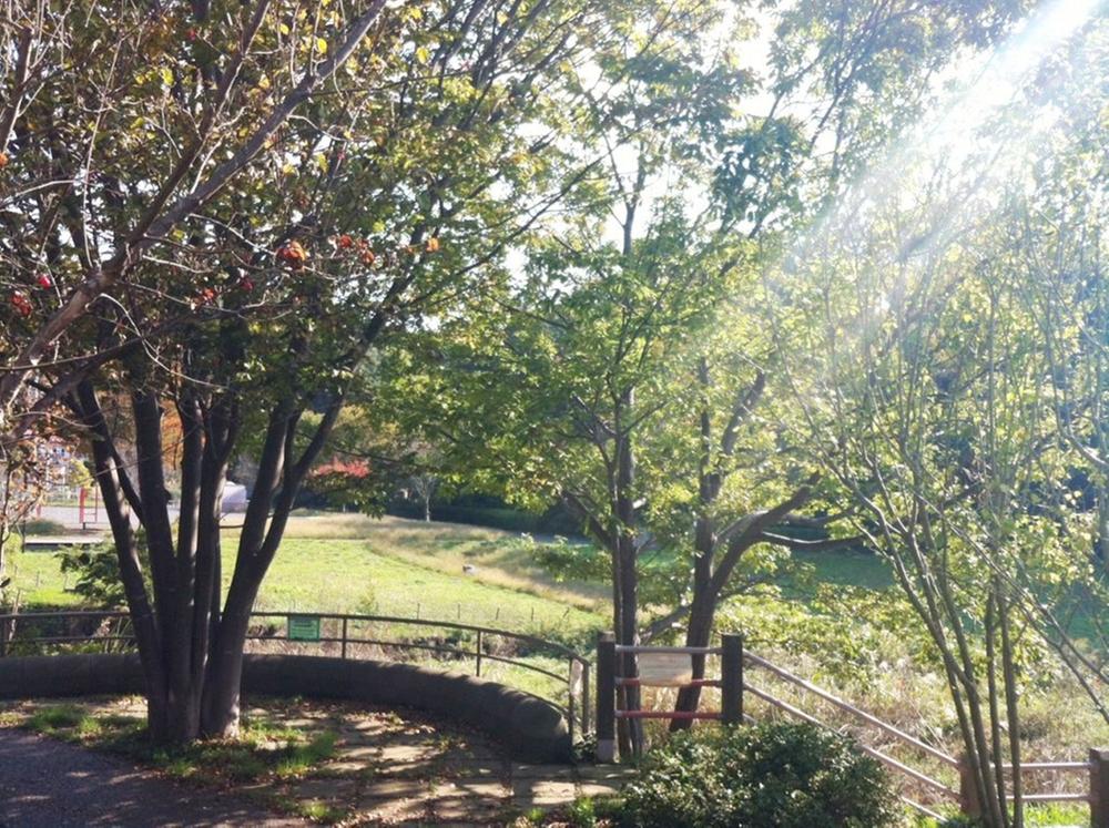 Other. View from local