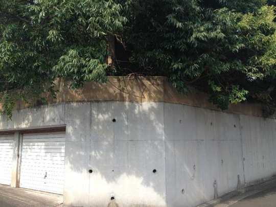 Local land photo. appearance