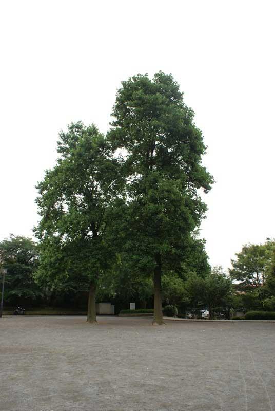 park. 1006m to Kawakami park