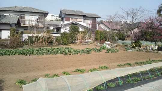 Local land photo. Appearance (1)