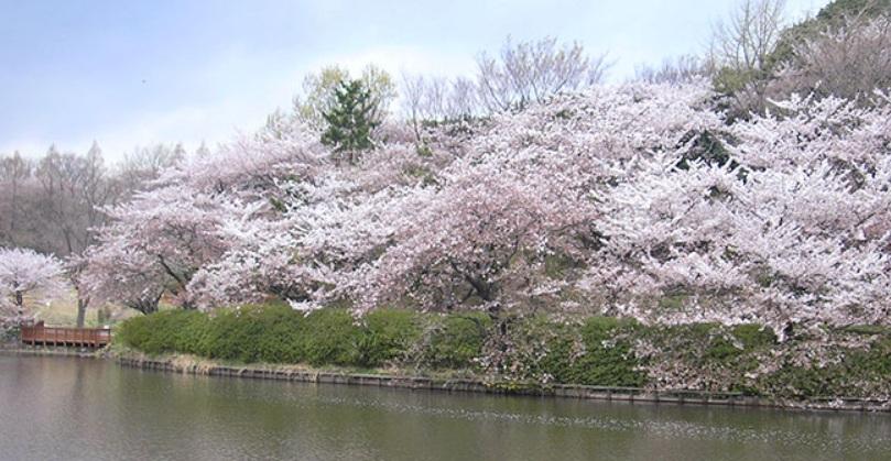 park. Mitsuike park, which is also selected in the 700m "100 best attractions of Japan's Sakura" to the park is, Pool ・ baseball Ground ・ There are also facilities such as tennis courts!