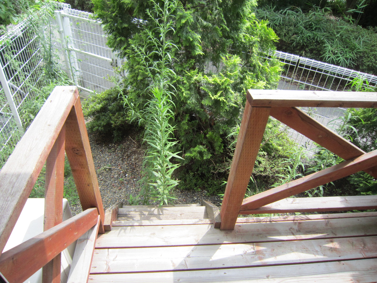 Garden. Terrace & Garden